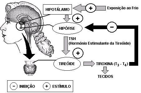O esquema a seguir representa um processo de regulação endócrina por