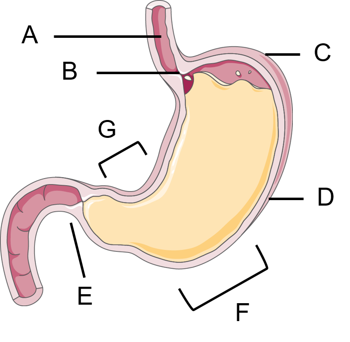 Unicesumar Bedu Ae Anatomia Humana Aplicada Educa O F Sica